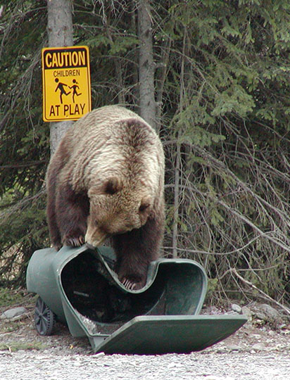 Human/Bear Conflict Prevention
