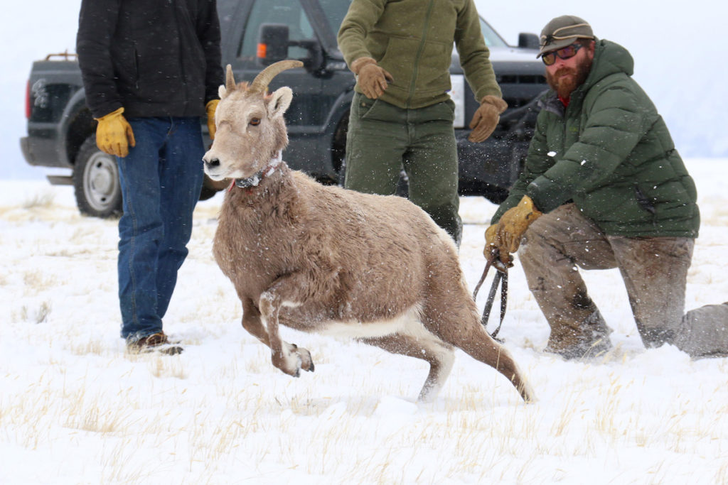Ben Wise Board Member Releases a Bighorn Sheep