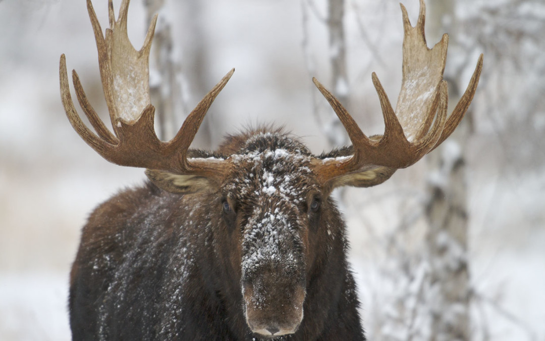 Respecting “Winter-Wildlife Closures” in Jackson Hole