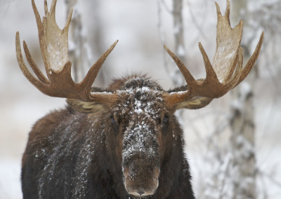 Respecting “Winter-Wildlife Closures” in Jackson Hole