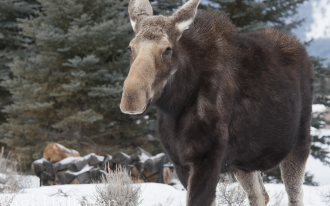 Eighth Annual Jackson Hole Moose Day
