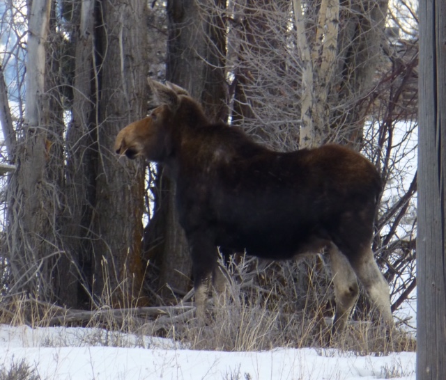 Photo by Nature Mapper Kathy McCurdy on Moose Day