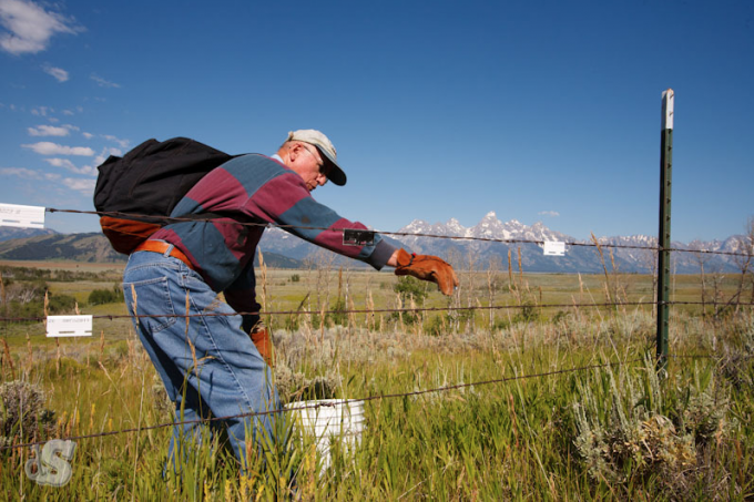 JHWF Pulling Down Fences to Improve Elk Migration Corridors
