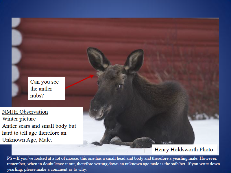 Moose Day Identification Primer