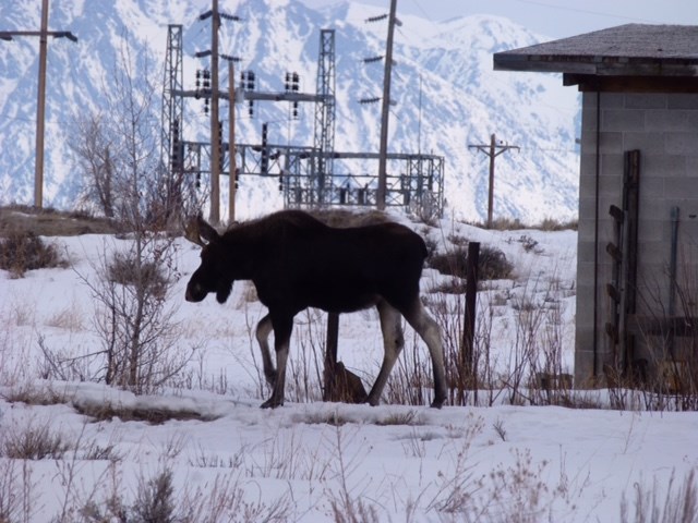 Moose Day 2016 Survey Results Photo Credit Kathy McCurdy
