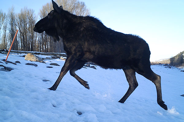A Moose Using a Snake River Levee Ramp