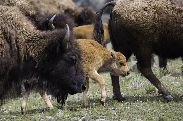 bison-business