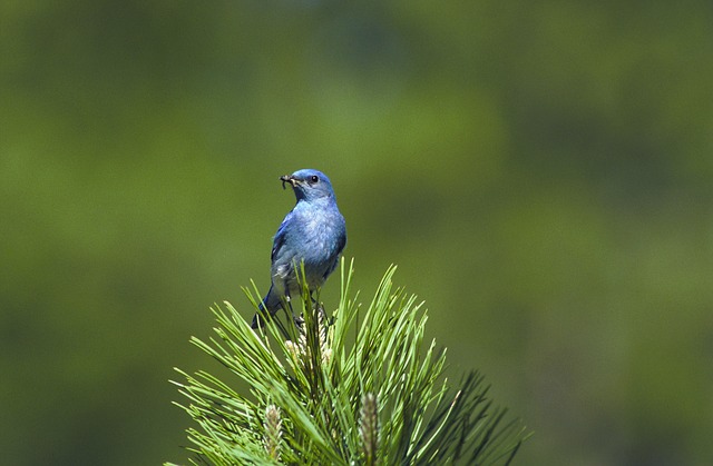 mountain-bluebird-jackson-hole