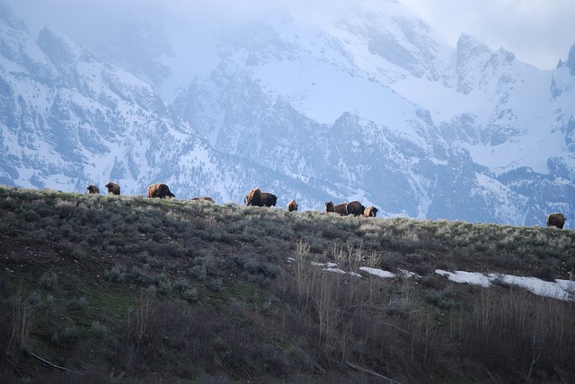 tetons-bison