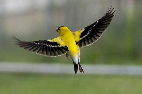 American Goldfinch