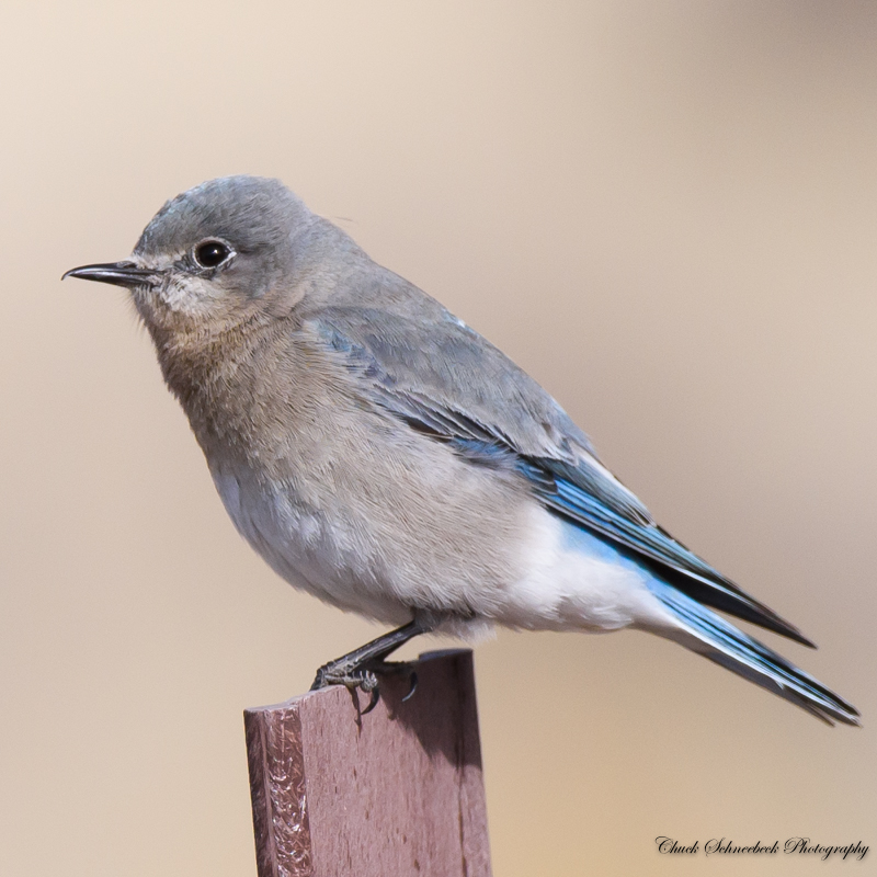 female mountain bluebird