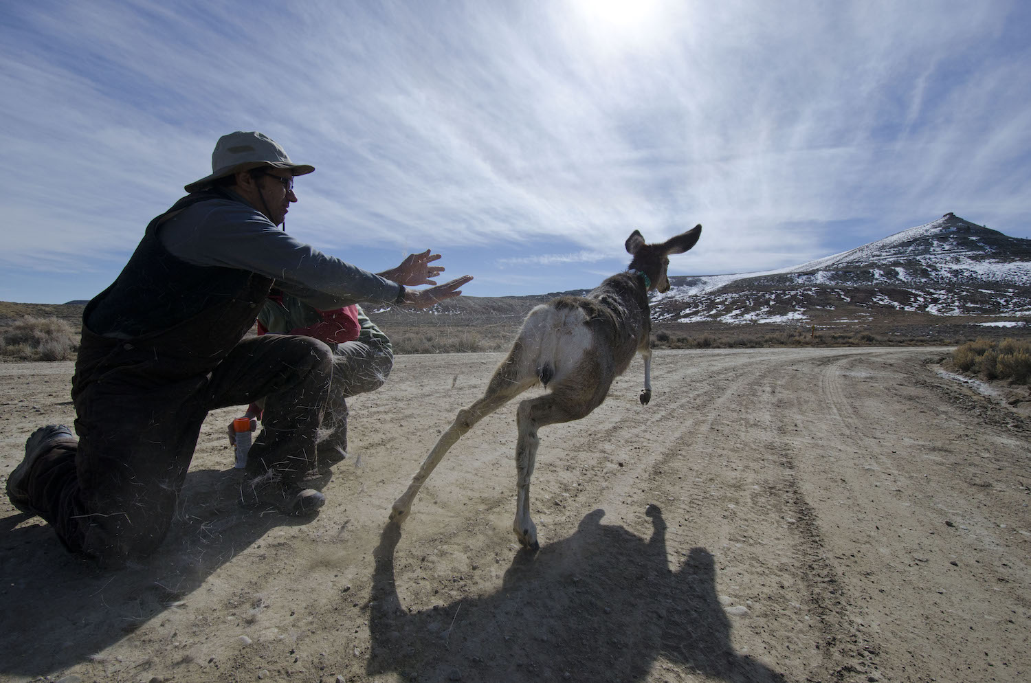 Mule Deer Adenovirus