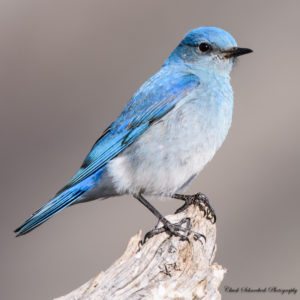 mountain bluebird male