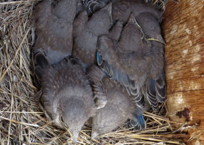 Mountain Bluebird nestlings ready to leave nest
