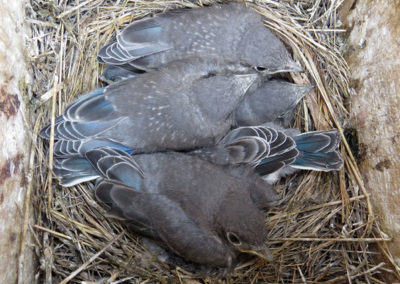 Mountain Bluebirds closer to fledging