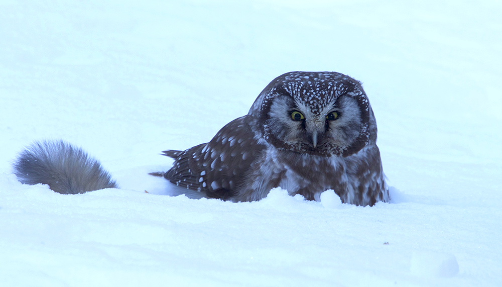 Boreal owl Jackson Hole Wyoming