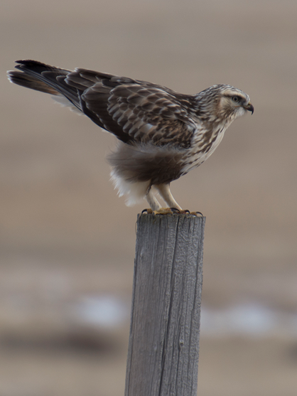 Rough-legged Hawk Winter Survival Tactics