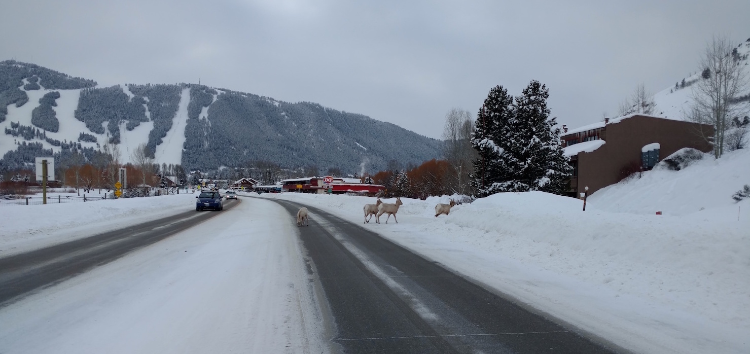 bighorn-on-road-2