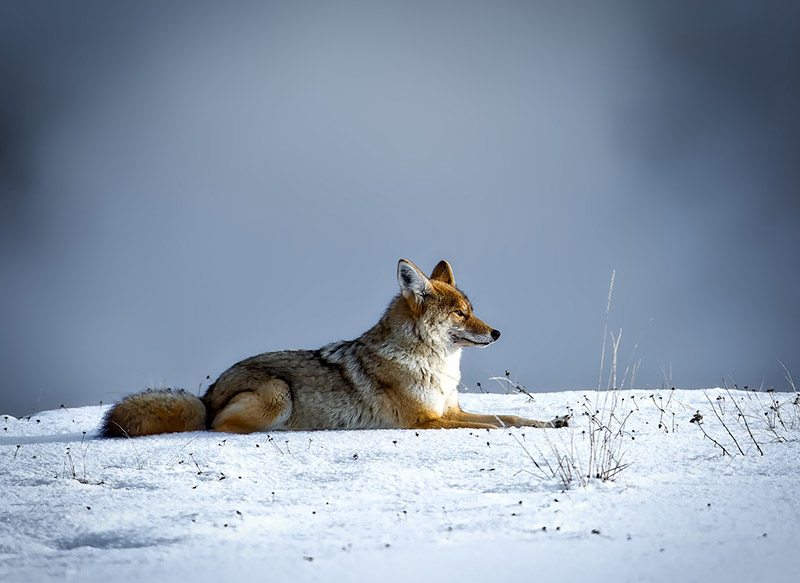 coyote winter survival tactics