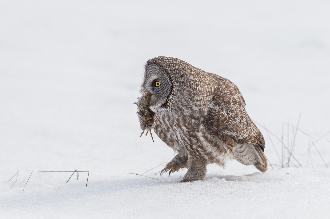 Great Gray Owl Winter Survival Tactics