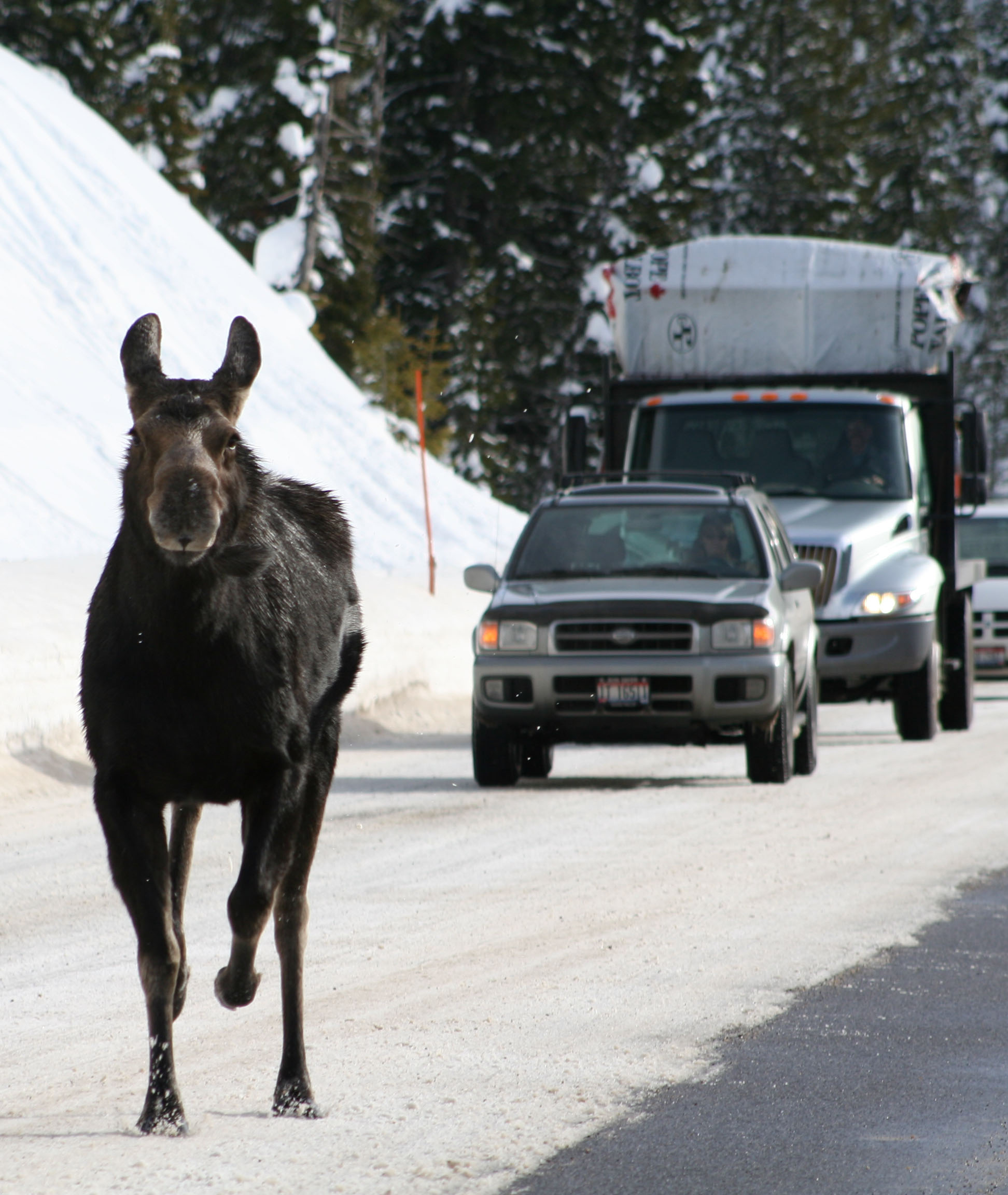 Wildlife-Vehicle Collisions for Teton County 1990-2015 All Species