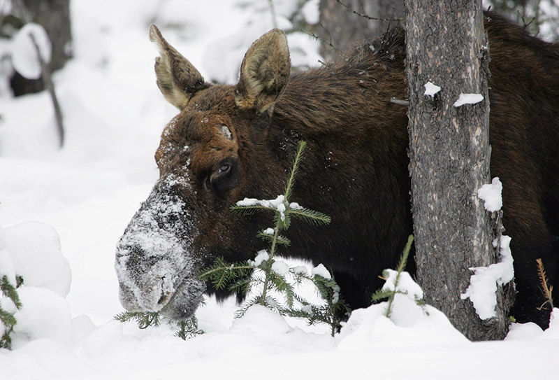moose winter survival tactics