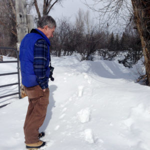 Earle Layser spots moose tracks on Moose Day in Jackson Hole