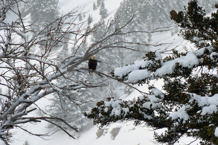 eagles mapped on Moose Day