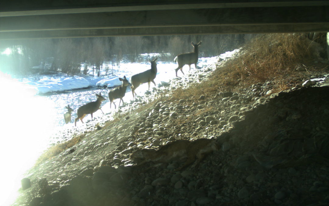 Wyoming Game & Fish Department and Local Organizations Conduct Deer Mortality Survey