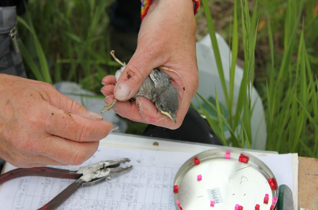 Nature Mappers Help with Mountain Bluebird Banding