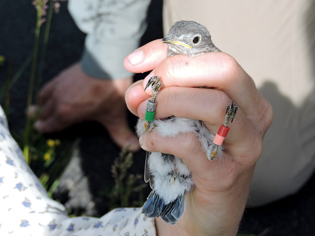 Help us re-sight banded mountain bluebirds