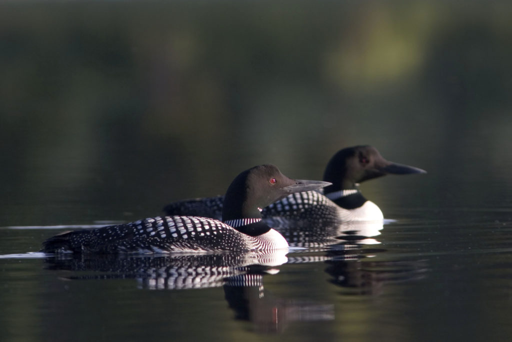 Common Loon Pair in Wyoming