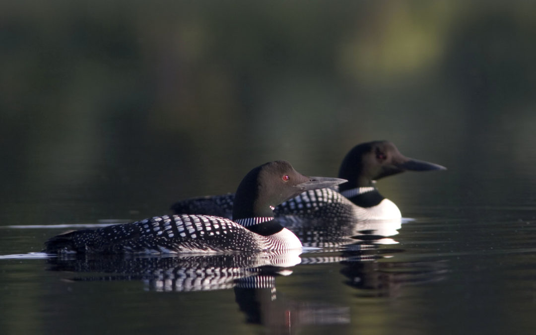 The Call of the Loon