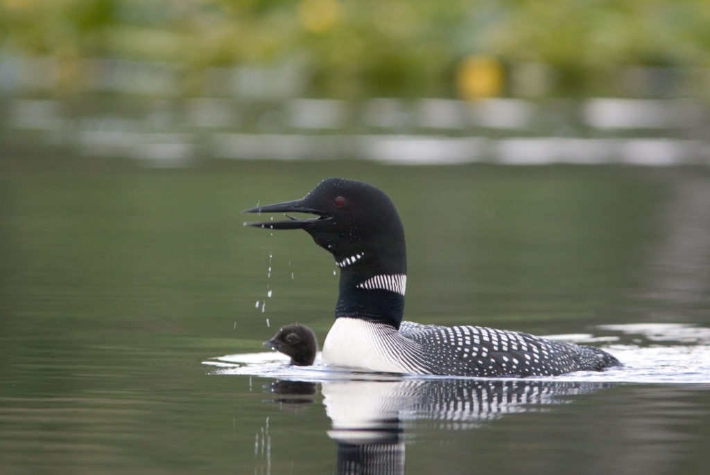 Common Loon