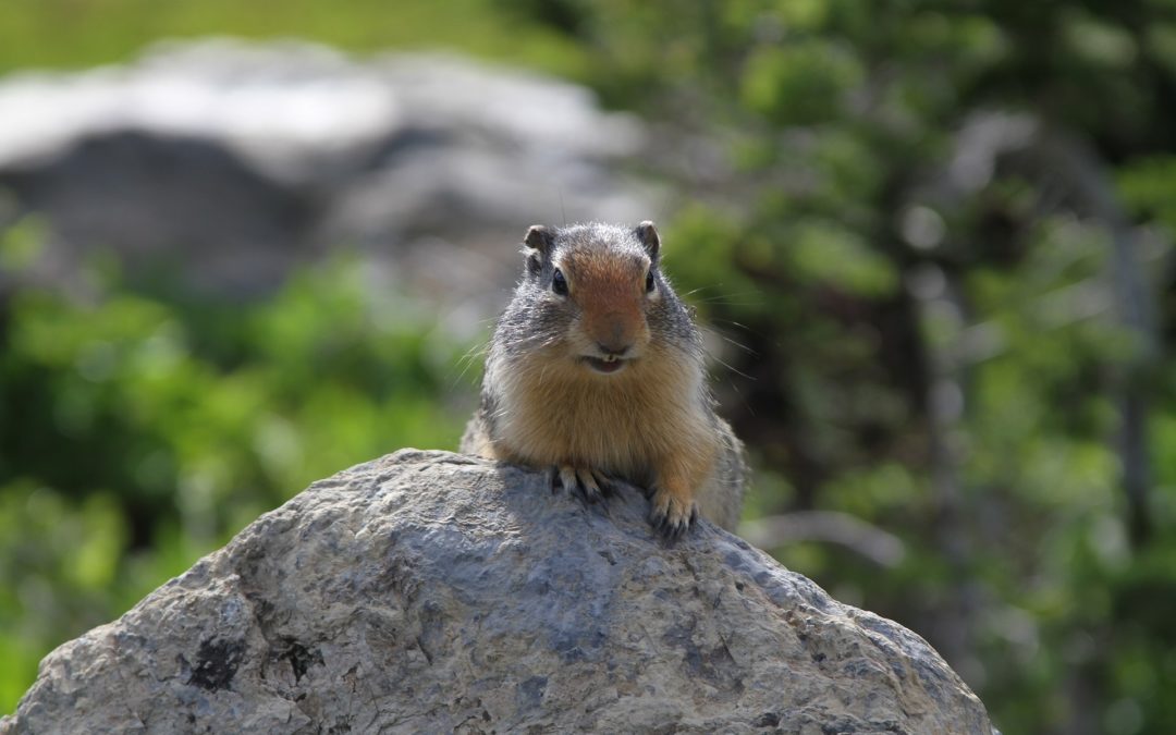 Small Mammals: What Good Are They?