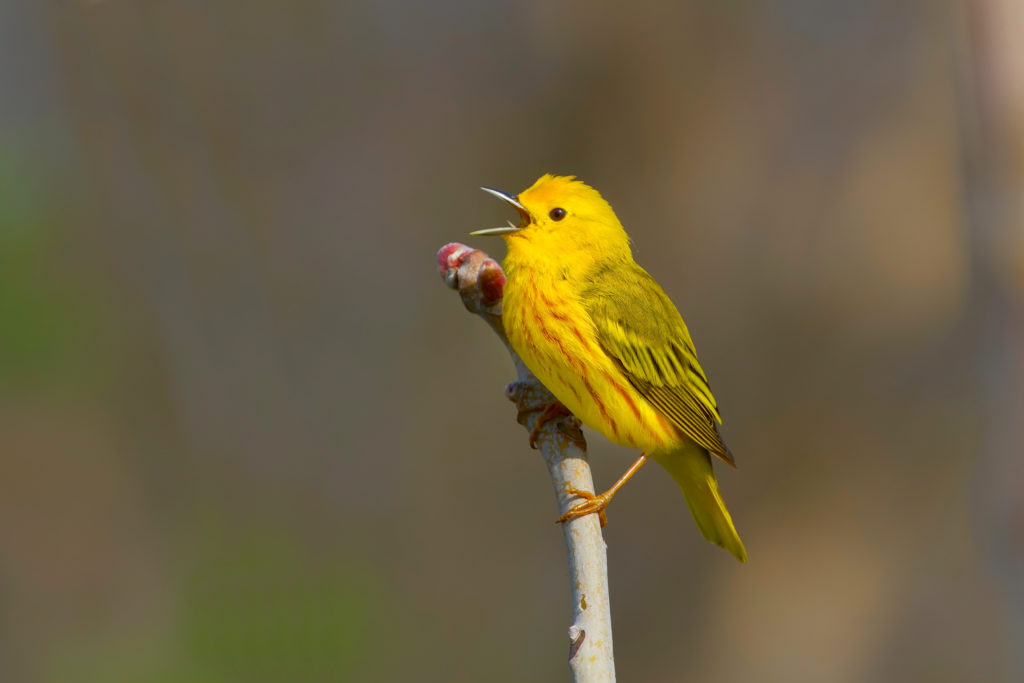 yellow warbler bird song 