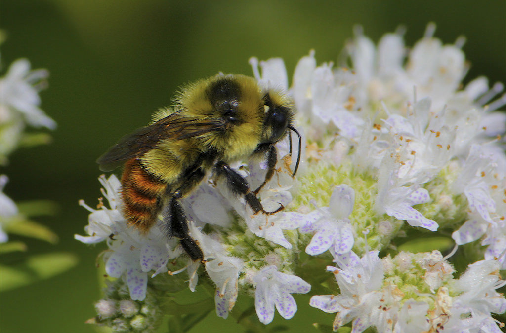 Pollinators at Work in Jackson Hole