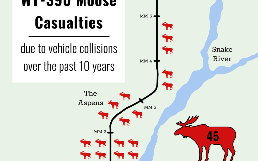 Moose Casualties and Responses