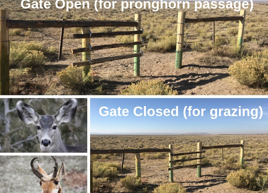 Providing Safer Passage for Pronghorn in Pinedale