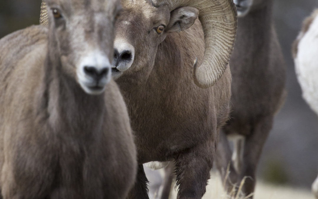 Why Do Bighorn Sheep Lick Your Car?
