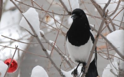 Counting Crows: Corvids in the Spotlight