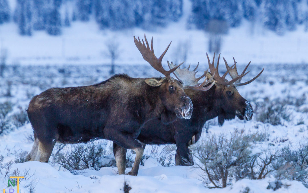 Our Moose Mission: The Importance of Moose Day