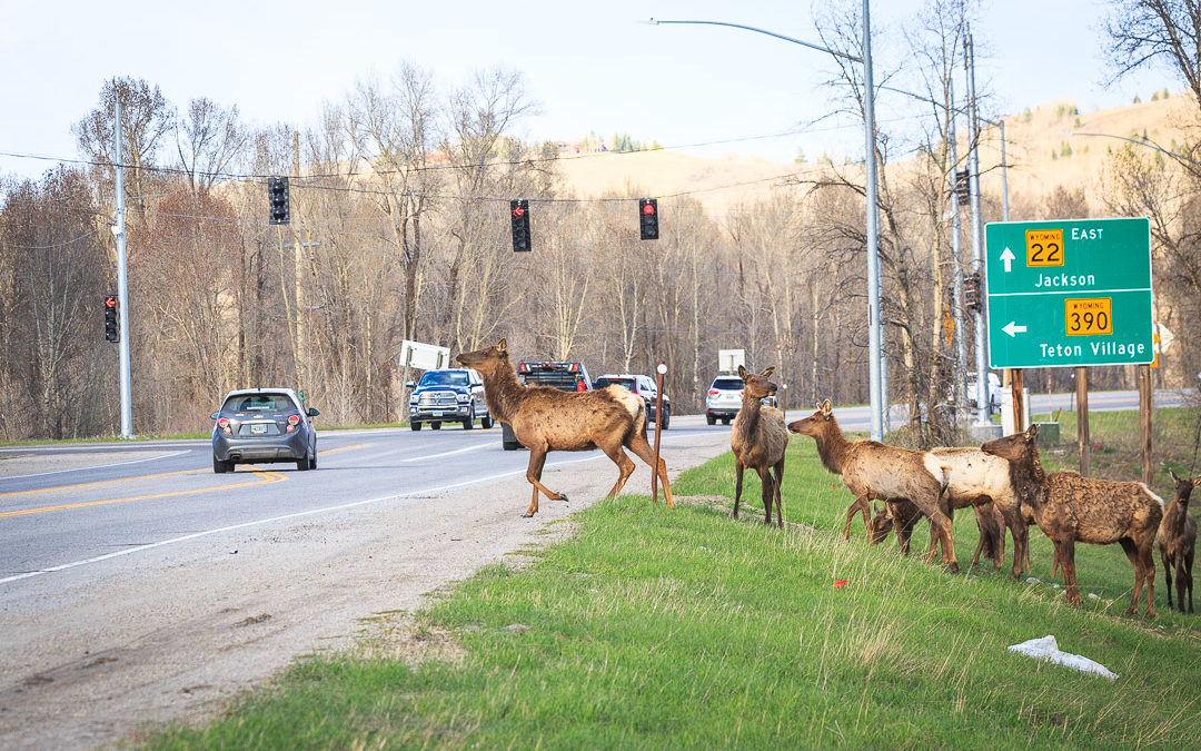 The Case for Community-Funded Wildlife Crossings