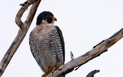 Peregrine Falcons in Grand Teton National Park