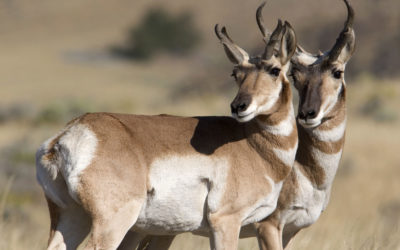 The Pronghorn Antelope: A True American Survivor