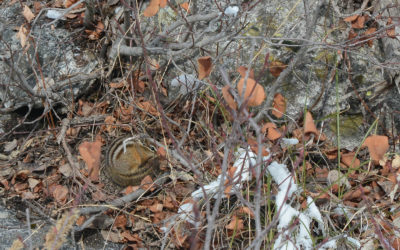 What to Nature Map: Winter in Jackson Hole