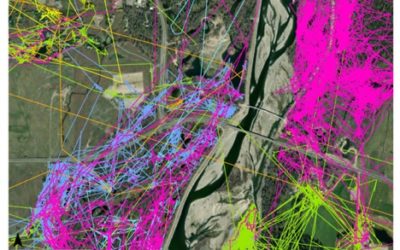GPS Data ‘Sheds’ Light on Habits of Moose in the Snake River Corridor