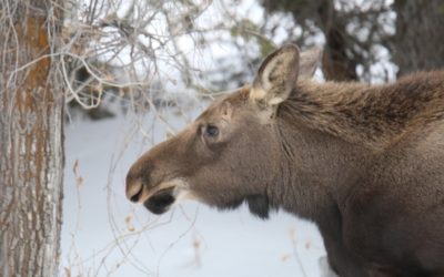 WANTED! Nature Mappers Needed for New Moose and Hair Loss Study