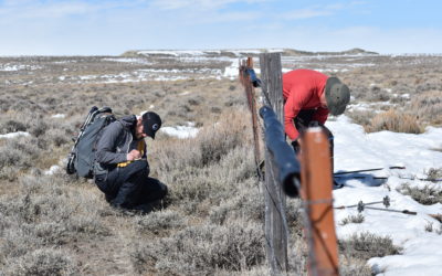 Working to Reduce Sage-Grouse “Fence Strikes” in Wyoming