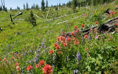 Landscaping on Your Mind? Remember, Local Wildlife Benefits from Native Plants